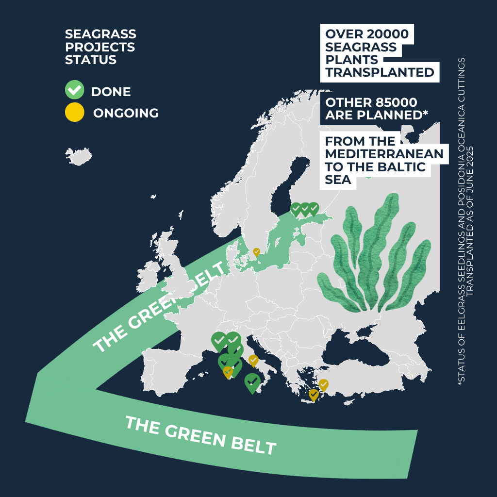 Seagrass Restoration activity map by Alliance for Seas